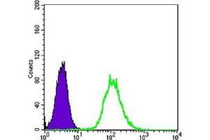 Flow cytometric analysis of Hela cells using anti-CK7 mAb (green) and negative control (purple). (Cytokeratin 7 antibody)