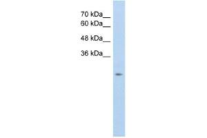 WB Suggested Anti-SLC25A45 Antibody Titration:  5. (SLC25A45 antibody  (C-Term))