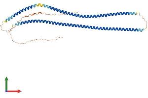 AlphaFold protein structure predicition of Human Recombinant KRT33B Protein, UniprotID Q14525