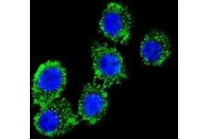 Confocal immunofluorescent analysis of CD55 antibody with HeLa cells followed by Alexa Fluor 488-conjugated goat anti-rabbit lgG (green). (CD55 antibody  (AA 51-79))