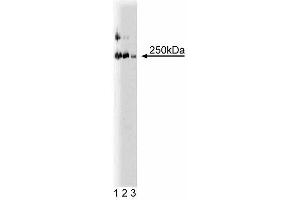 Western blot analysis of LR11 on a rat cerebrum lysate. (SORL1 antibody  (AA 1220-1337))