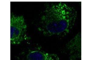 Anti-Calnexin ER membrane marker Ab (ABOC37) at 1/500 dilution, lysates at 50 µg per Iane, Rabbit potyctonal to goat lµg (HRP) at 1/10,000 dilution, (Calnexin antibody  (C-Term))