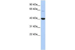 WB Suggested Anti-MBD1 Antibody Titration:  0. (MBD1 antibody  (Middle Region))