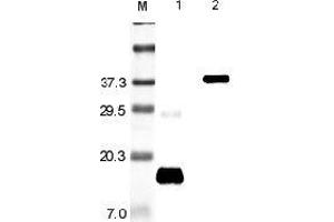 Western blot analysis using anti-Resistin (rat), pAb  at 1:5'000 dilution. (Resistin antibody)
