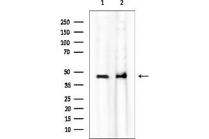 Western blot analysis of lysates from various samples, using EIF2S2 Mouse Monoclonal Antibody at 1/1000 dilution.