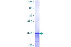 Collagen, Type XXVI, alpha 1 (COL26A1) (AA 380-440) protein (GST tag)