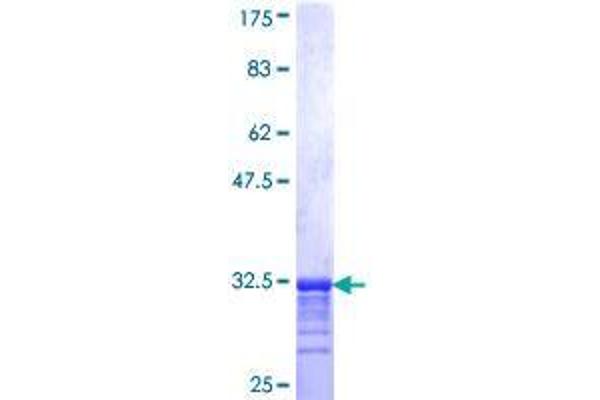 Collagen, Type XXVI, alpha 1 (COL26A1) (AA 380-440) protein (GST tag)