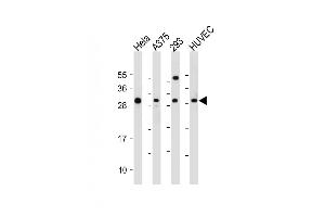 All lanes : Anti-HIST1H1C Antibody (Center) at 1:2000 dilution Lane 1: Hela whole cell lysate Lane 2:  whole cell lysate Lane 3: 293 whole cell lysate Lane 4: HUVEC whole cell lysate Lysates/proteins at 20 μg per lane. (HIST1H1C antibody  (AA 105-131))