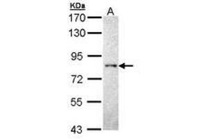 Image no. 1 for anti-Protein tyrosine Phosphatase, Receptor Type, R (PTPRR) (AA 425-632) antibody (ABIN467537) (PTPRR antibody  (AA 425-632))