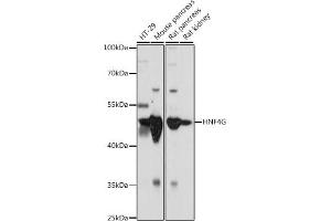 Western blot analysis of extracts of various cell lines, using HNF4G antibody (ABIN7267620) at 1:1000 dilution.