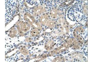 Image no. 1 for anti-F-Box and Leucine-Rich Repeat Protein 7 (FBXL7) (AA 101-150) antibody (ABIN203523) (FBXL7 antibody  (AA 101-150))