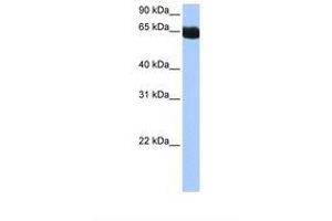 Image no. 1 for anti-NOP2/Sun Domain Family, Member 6 (NSUN6) (N-Term) antibody (ABIN6739153) (NSUN6 antibody  (N-Term))