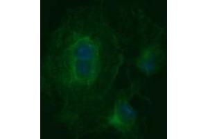 Image no. 3 for anti-Tubulin, beta 2B (TUBB2B) antibody (ABIN1501574) (TUBB2B antibody)