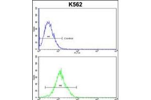 Flow cytometric analysis of k562 cells (bottom histogram) compared to a negative control cell (top histogram). (ATP12A antibody  (AA 833-859))