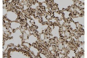 ABIN6277425 at 1/100 staining Rat lung tissue by IHC-P. (PDX1 antibody  (Internal Region))