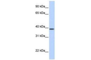 SLC25A42 antibody  (N-Term)