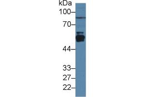 Western Blotting (WB) image for anti-Cytochrome P450, Family 2, Subfamily E, Polypeptide 1 (CYP2E1) (AA 126-309) antibody (ABIN1174041)