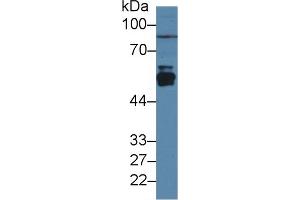 Western Blot; Sample: Rat Liver lysate; Primary Ab: 3µg/ml Rabbit Anti-Rat CYP2E1 Antibody Second Ab: 0. (CYP2E1 antibody  (AA 126-309))
