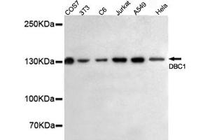 Western blot detection of DBC1 in HeLa,A549,Jurkat,C6,3T3 and COS7 cell lysates using DBC1 mouse mAb (1:500 diluted). (DBC1 antibody)