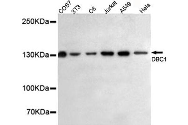 DBC1 抗体
