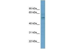 WB Suggested Anti-CBX2  Antibody Titration: 0. (CBX2 antibody  (Middle Region))