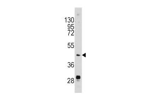 PLAU antibody  (N-Term)