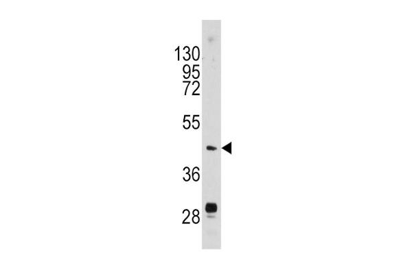 PLAU antibody  (N-Term)