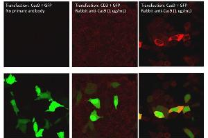 Immunofluorescence of Rabbit Anti-Cas9 Antibody. (CRISPR-Cas9 (C-Term) antibody (HRP))