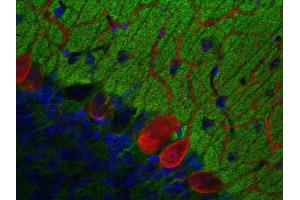 Immunohistochemistry (IHC) image for anti-Glycoprotein M6A (GPM6A) (AA 261-270) antibody (ABIN1742485) (GPM6A antibody  (AA 261-270))