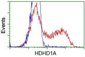 HEK293T cells transfected with either RC204419 overexpress plasmid (Red) or empty vector control plasmid (Blue) were immunostained by anti-HDHD1A antibody (ABIN2454327), and then analyzed by flow cytometry. (HDHD1 antibody)