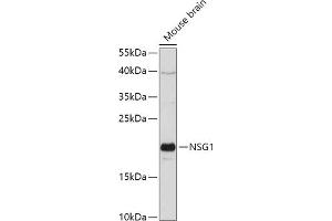 Western blot analysis of extracts of Mouse brain, using NSG1 antibody (ABIN7268878) at 1:1000 dilution. (NSG1 antibody  (AA 1-80))