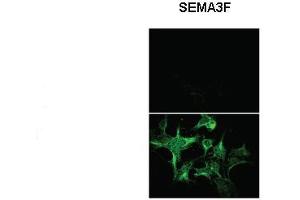 Sample Type: Untransfected HEK293 and Sema3F-AP transfected HEK293  Primary Antibody Dilution: 1:1000 Secondary Antibody: Anti rabbit-Alexa Fluor 488  Secondary Antibody Dilution: 1:000 Color/Signal Descriptions:   Gene Name: SEMA3F Submitted by: Dr. (SEMA3F antibody  (N-Term))