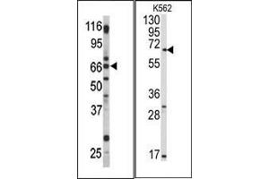 (LEFT)Western blot analysis of anti-Pael-R (GPR37) Pab in mouse brain tissue lysate. (GPR37 antibody  (C-Term))
