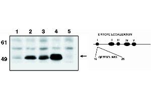 Western blot analysis using Manti-p53 cln. (p53 antibody  (AA 16-25))