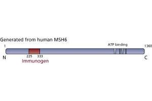 Image no. 3 for anti-MutS Homolog 6 (E. Coli) (MSH6) (AA 225-333) antibody (ABIN968248) (MSH6 antibody  (AA 225-333))