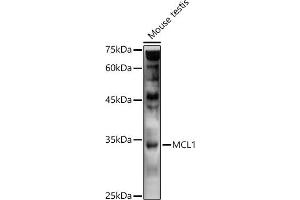 Western blot analysis of extracts of Mouse testis, using MCL1 antibody (ABIN1513185, ABIN3020984, ABIN3020985 and ABIN6213849) at 1:1000 dilution. (MCL-1 antibody)