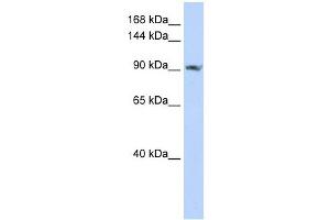 SCUBE2 antibody used at 1 ug/ml to detect target protein. (SCUBE2 antibody  (C-Term))
