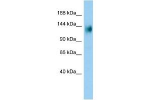 Host: Rabbit Target Name: PLEKHG3 Sample Type: A549 Whole Cell lysates Antibody Dilution: 1. (PLEKHG3 antibody  (C-Term))