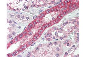 Anti-MYO1H antibody IHC staining of human kidney. (Myosin IH antibody  (AA 1002-1014))
