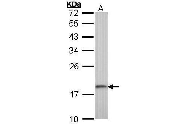 RPS10 antibody