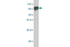 Western Blotting (WB) image for anti-phosphoenolpyruvate Carboxykinase 1 (Soluble) (PCK1) (AA 1-622) antibody (ABIN562129)