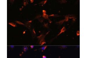 Immunofluorescence analysis of NIH/3T3 cells using CLDN5 Polyclonal Antibody at dilution of 1:100. (Claudin 5 antibody)