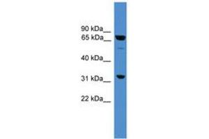 Image no. 1 for anti-Sorting Nexin 18 (SNX18) (AA 371-420) antibody (ABIN6745367) (SNX18 antibody  (AA 371-420))
