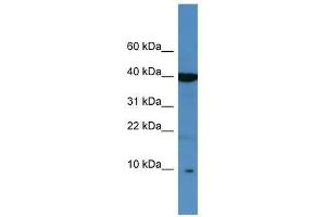 SPINK6 antibody used at 0.