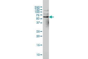NCOA4 monoclonal antibody (M02), clone 1A2 Western Blot analysis of NCOA4 expression in Hela S3 NE . (NCOA4 antibody  (AA 505-614))