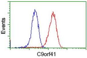 Image no. 3 for anti-Chromosome 9 Open Reading Frame 41 (C9orf41) antibody (ABIN1497061) (C9orf41 antibody)