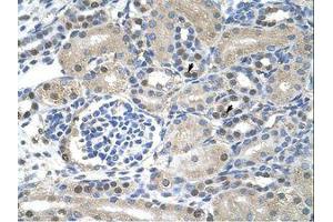 Image no. 1 for anti-Nuclear RNA Export Factor 1 (NXF1) (N-Term) antibody (ABIN203227) (NXF1 antibody  (N-Term))