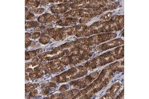 Immunohistochemical staining of human stomach with TIMM9 polyclonal antibody  shows strong cytoplasmic positivity in glandular cells at 1:10-1:20 dilution. (TIMM9 antibody)