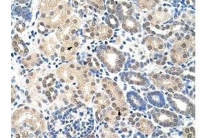 EIF2S1 antibody was used for immunohistochemistry at a concentration of 4-8 ug/ml to stain Epithelial cells of renal tubule (arrows) in Human Kidney. (EIF2S1 antibody  (C-Term))