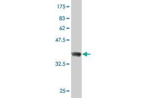 Western Blot detection against Immunogen (36. (RUFY1 antibody  (AA 376-474))